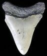Bargain, Juvenile Megalodon Tooth - North Carolina #62111-1